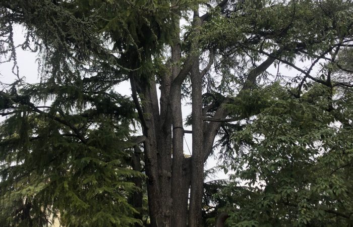 I giardini di Arco cedro dell'Himalaya - Arco