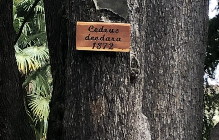 Cedro dell'Himalaya - Giardini di Arco